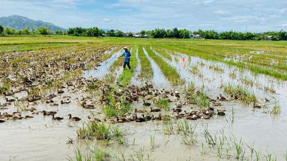 Transfert de techniques d'élevage commercial de canards de mer dans la commune de Tuy Phuoc Tay