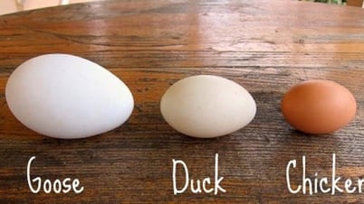 Les œufs d’oie sont-ils vraiment meilleurs que les autres types d’œufs que les femmes enceintes doivent essayer d’acheter ?