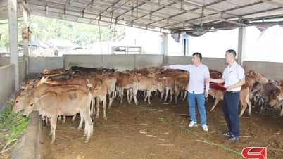 Nâng cao thu nhập từ phát triển chăn nuôi