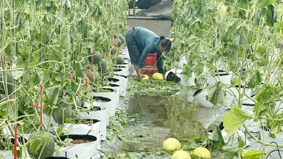 After storm No. 5, greenhouses and net houses in Nghe An were severely damaged, farmers suffered billions of dong in losses.