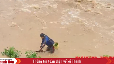 Some people in Yen Thang commune braved the rain and floods to go to the river to catch fish.