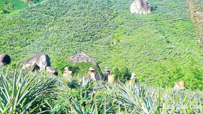 Người dân Yang Mao làm giàu từ cây dứa