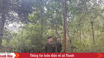 관선산림보호국, 산림보호 및 개발 추진