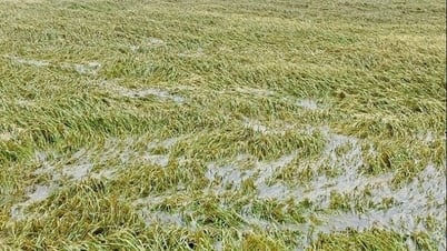 Hanoi stellt Produktion nach Überschwemmung dringend wieder her