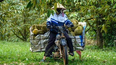 Sầu riêng Lâm Đồng được giá, nhưng nông dân buồn