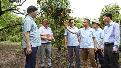 Bac Ninh: Schaffung einer Kette, die frische Longan-Exporte mit dem australischen Markt verbindet
