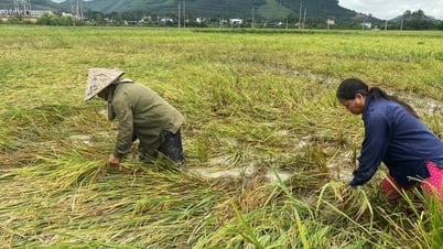 Bauern in Nghe An ernten im Regen von Hand und retten beschädigten Reis nach Sturm Nr. 5