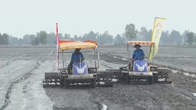 An Giang triển khai mô hình lúa chất lượng cao, giảm phát thải phục vụ xuất khẩu