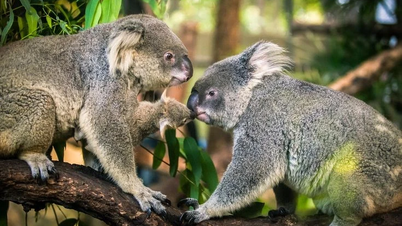Il est difficile de croire que cet adorable marsupial ressemble autant aux humains.