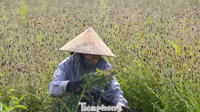 พันธุ์ไม้ที่ช่วยให้เกษตรกรในจังหวัดเหงะอานหลุดพ้นจากความยากจน
