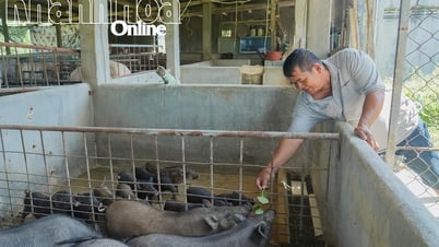 Hiệu quả từ mô hình nuôi heo đen ở xã Công Hải
