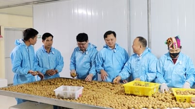Unternehmen und Genossenschaften fördern den Longan-Export auf den australischen Markt