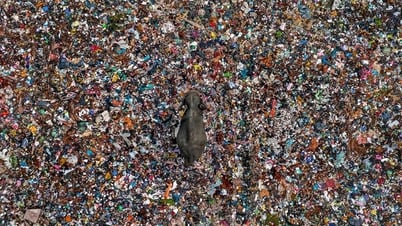 See impressive wildlife photos from the world photography competition