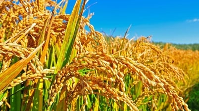 Reispreis heute, 27. August: Markt stagniert, Rohreispreis sinkt weiter