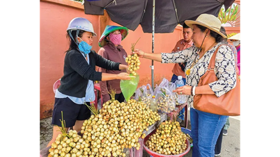 Erdbeersaison in Ha Chau