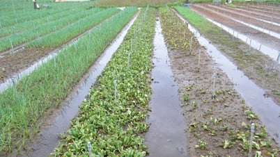 Vựa rau của Nghệ An chưa thể khôi phục sau bão số 5