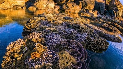 Gia Lai와 Dak Lak 바다의 건기 산호의 경이로움에 매료되었습니다.