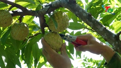 الرغبة في الثراء من أشجار القشطة في دونغ مو