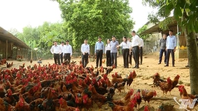 Lãnh đạo tỉnh thăm các mô hình kinh tế tiêu biểu tại xã Tân Khánh và Tân Thành