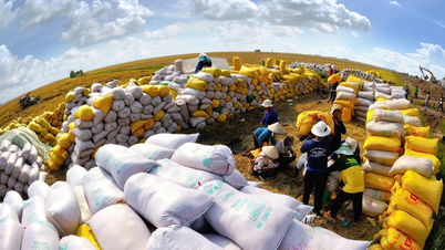 Después de la hambruna histórica, ¿cómo se convirtió Vietnam en una potencia exportadora de arroz?