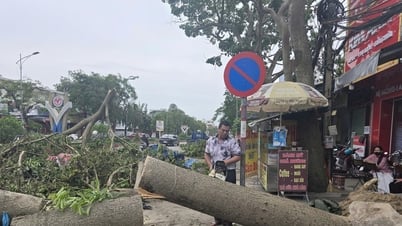 Mehr als die Hälfte der Stadtbäume in Vinh City (alt) wurden durch Sturm Nr. 5 abgebrochen und fielen um.
