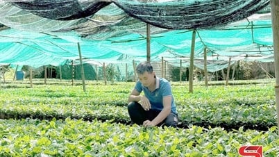 Desarrollo del café asociado al procesamiento y la protección del medio ambiente
