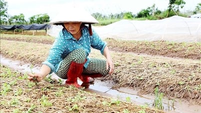 Les régions du Nord et du Centre-Nord comptent près de 113 000 hectares de cultures inondées.