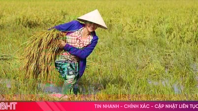 Ha Tinh-Bauern müssen nach Sturm Nr. 5 dringend Reis ernten