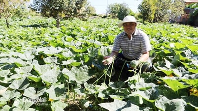 Đồng Nai thu hút đầu tư sản xuất cây giống lấy hạt