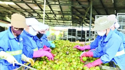 Améliorer le niveau des produits agricoles de Gia Lai