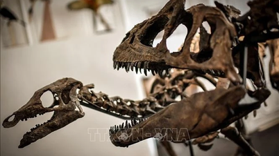 Discovery of the most "unique" dinosaur fossil in history