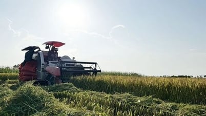 الاستفادة من أجل دفع الزراعة الفيتنامية نحو التحديث والتخضير