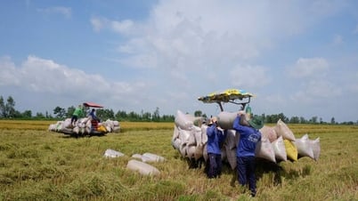 Schrittweise Realisierung des Projekts von 1 Million Hektar hochwertigem, emissionsarmem Reis