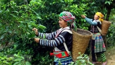 Bringing the spirit of the Northwest mountains and forests into the dream of Vietnamese tea going around the world