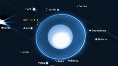 Se descubre que Urano tiene una pequeña luna nueva, tan bien escondida que la Voyager 2 no pudo encontrarla