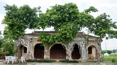 ផ្ទះ​រួម​បុរាណ​ដ៏​ប្លែក​ពី​ដើម​ពោធិ៍​អាយុ​ពីរ​រយ​ឆ្នាំ​នៅ​ដុងថាប