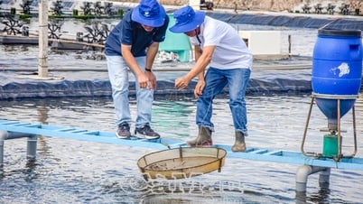 Giải pháp xanh cho ngành tôm