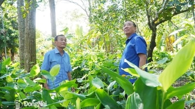 Veränderungen im heroischen Land Hung Nghia