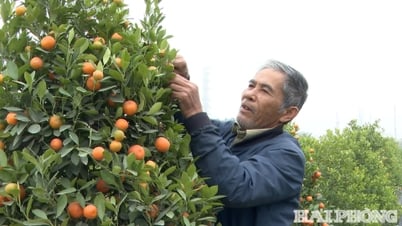 Tri Yeu Blumen- und Zierpflanzenhandwerksdorf