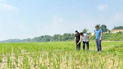 Phục tráng giống lúa nếp Gà Gáy ở Sơn Lương