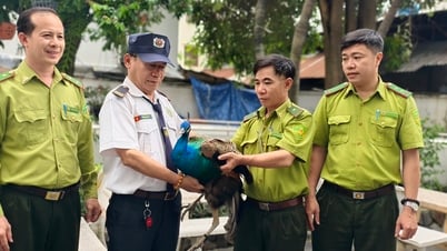 Un paon indien s'est écrasé dans un immeuble d'appartements du quartier de Tan Hung, à Hô-Chi-Minh-Ville.