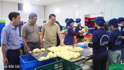 Производство дуриана в коммуне Понг-Дранг оценивается в 13 900 тонн.
