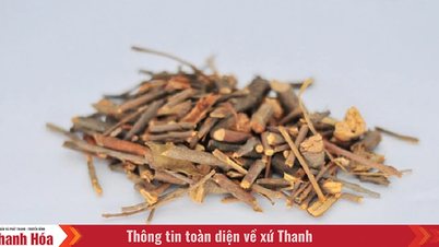 Handling of Tang ki sinh medicinal herbs that do not meet quality standards