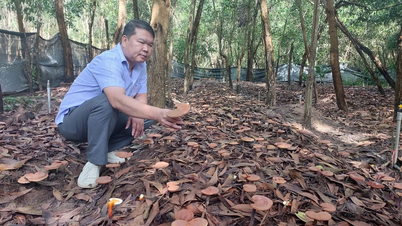 Cultivo de hongos reishi rojos bajo el dosel forestal: una guía para el desarrollo forestal sostenible