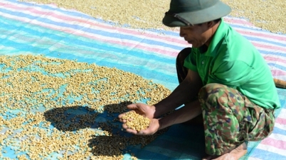 Coffee price today August 29, 2025: Domestic price increases, against world trend