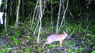 Conservation de la biodiversité à Ea So
