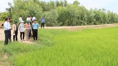Tay Ninh: Kontrolle der landwirtschaftlichen Produktion und Hochwasserschutz