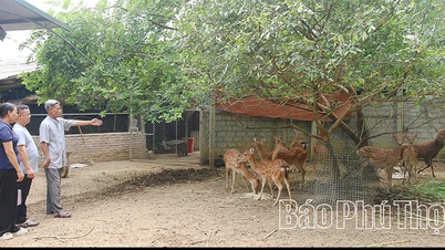 Cao Lan ethnic group prestigious people good at economics