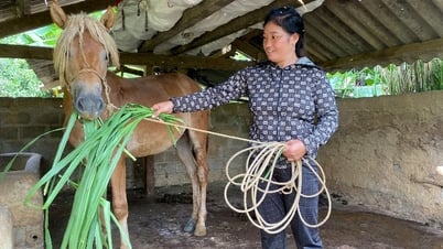 Dukungan mata pencaharian dari peternakan kuda