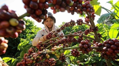 Cà phê Việt trước thách thức từ quy định chống mất rừng của EU